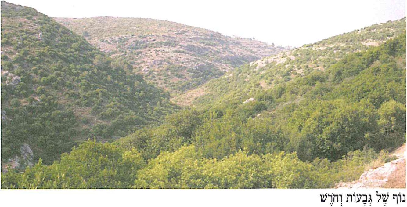 (בספר תמונה של גבעות וחורש)